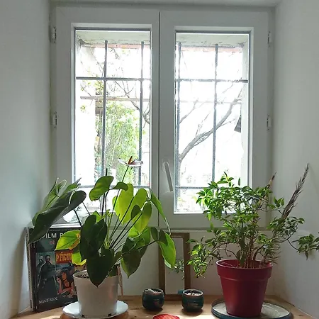 Alexa Et Compagnie Mazamet